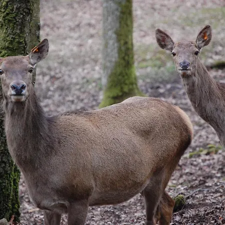 Op Recreatiepark Petite Suisse Met Zwembad
